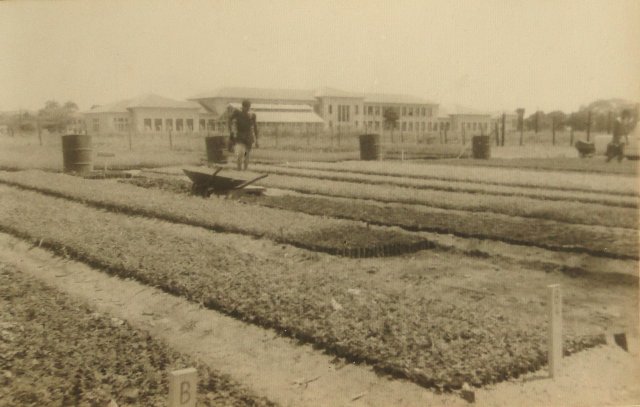 Acervo - Coleção de fotografias - Vista do campo experimental